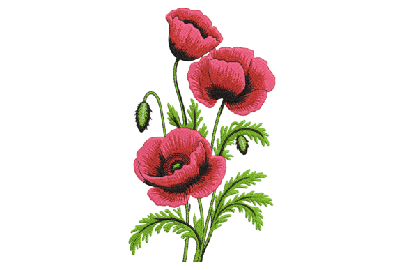 Blooming Red Poppy Flowers