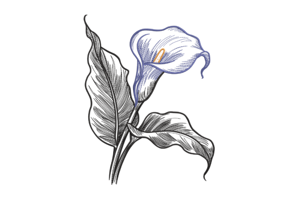 Calla Lily Sketch